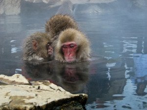 Japanese-Snow-Monkey