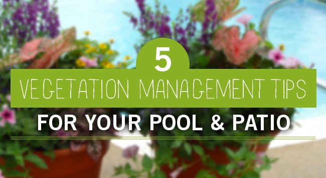 5 vegetation management tips for your pool and patio