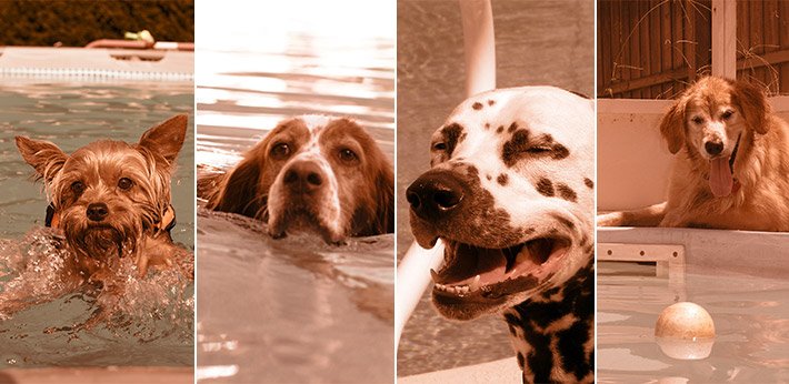 Enter Your Dog in Pool Photo Contest!