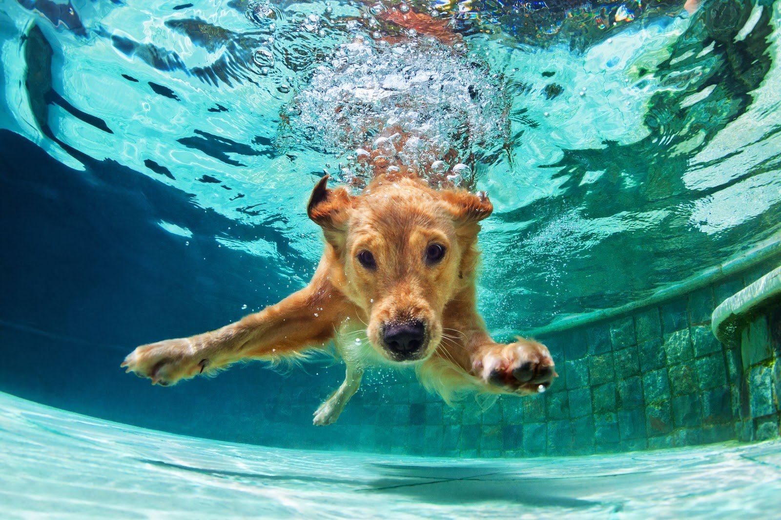 Dog Swimming Underwater - Rising Sun Pools