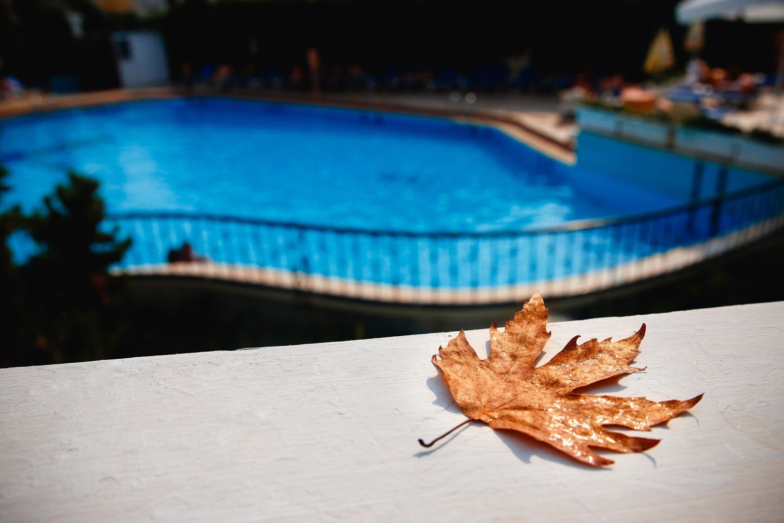 Leaves Falling by Swimming Pool - Rising Sun Pools and Spas