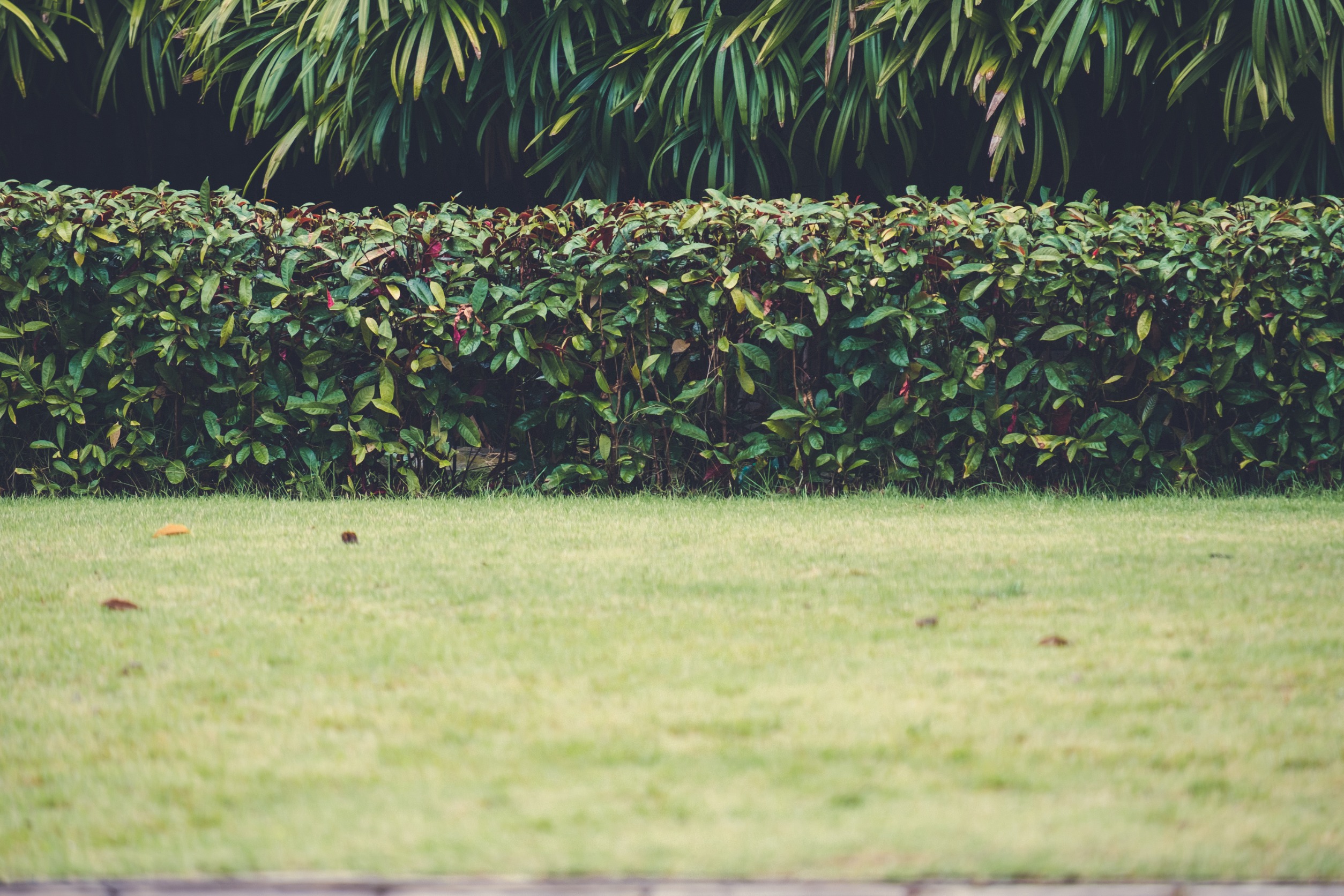 Empty backyard